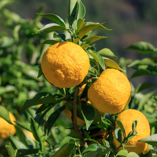 Yuzu Tree - All About Yuzu