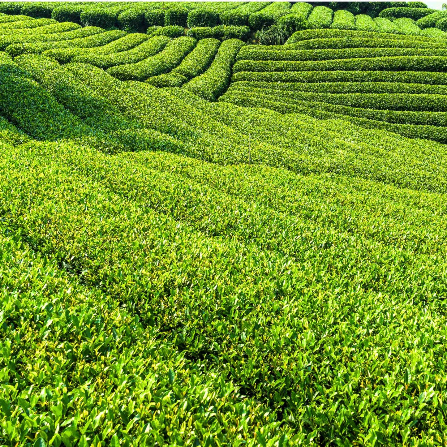Green Tea Powder(1.1oz)