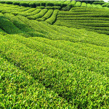 Green Tea Powder(1.1oz)