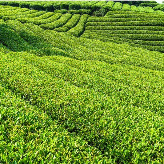 Green Tea Powder(1.1oz)